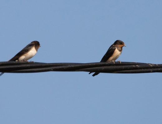 2 swifts sitting on a cable, backdrop of blue sky